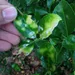 Fungal disease on Euonymus leaves