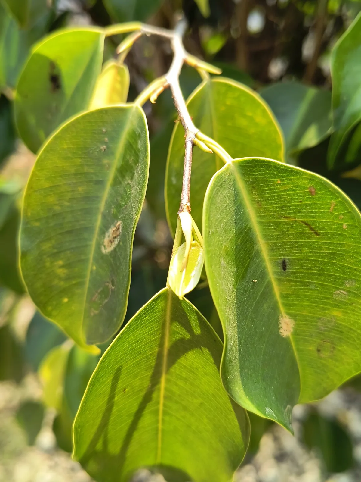 fungal spots on plant leaves