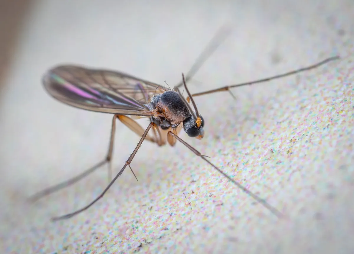 fungus gnats in potted plant