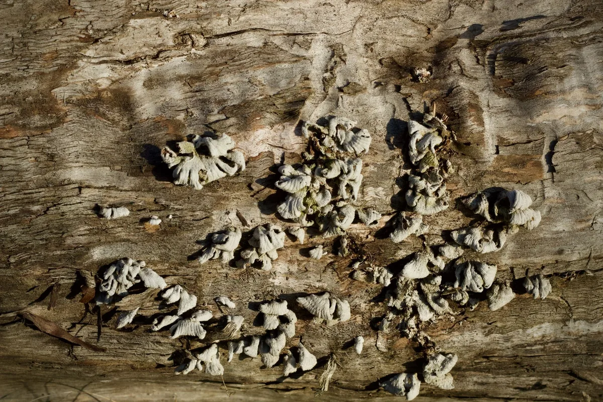 fungus on lilac bush bark