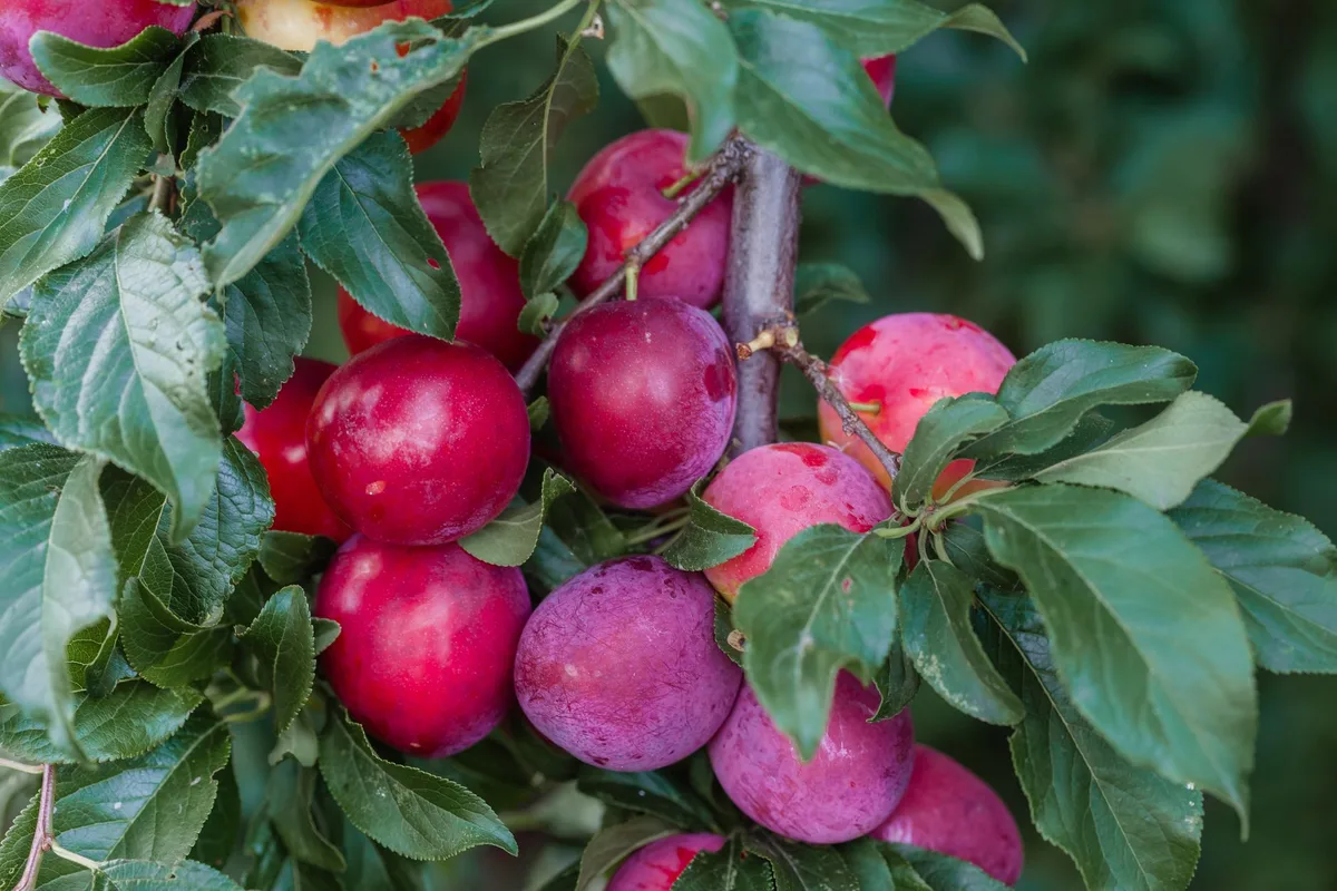 grafted plum tree