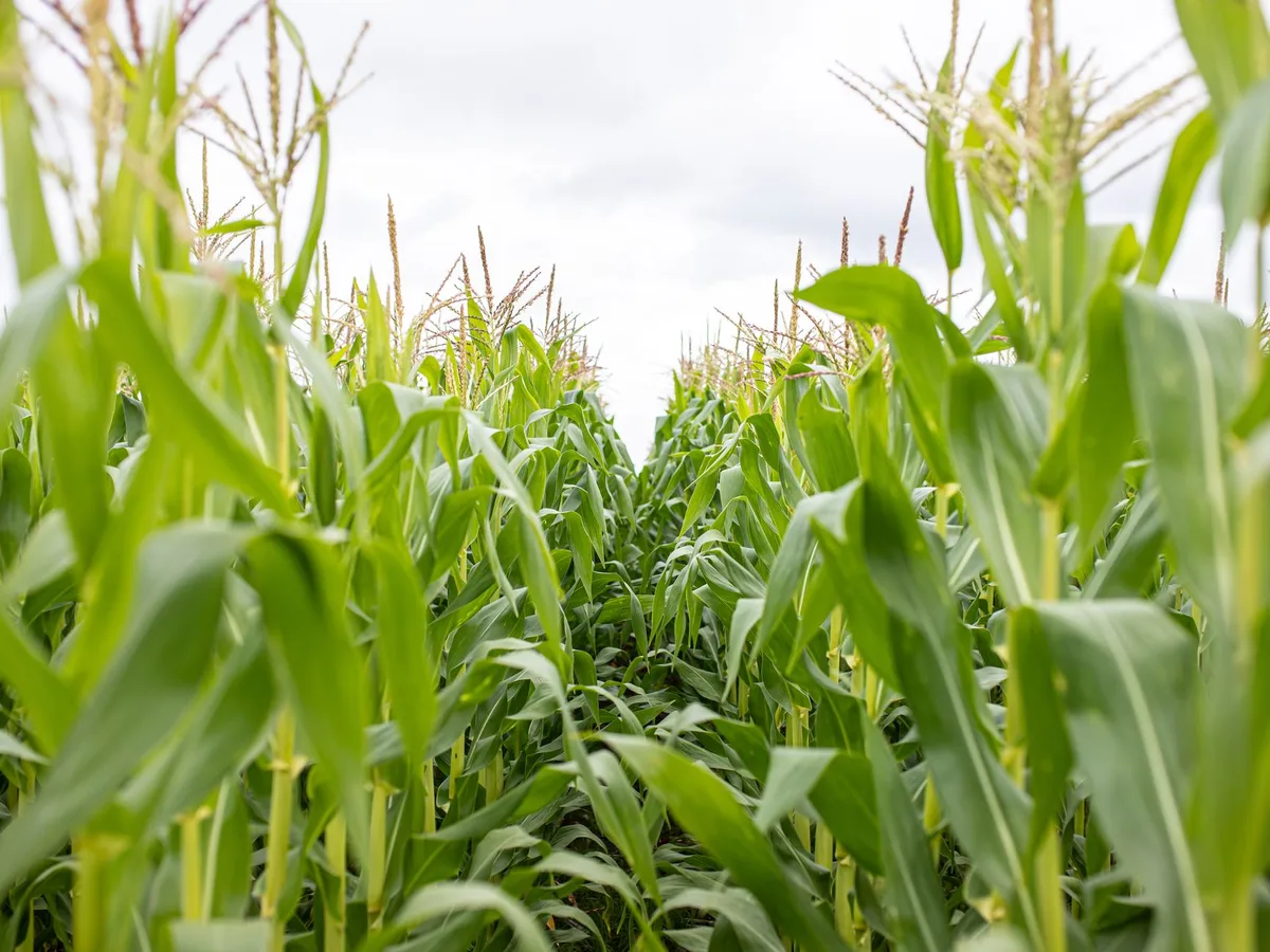 granular fertilizer application