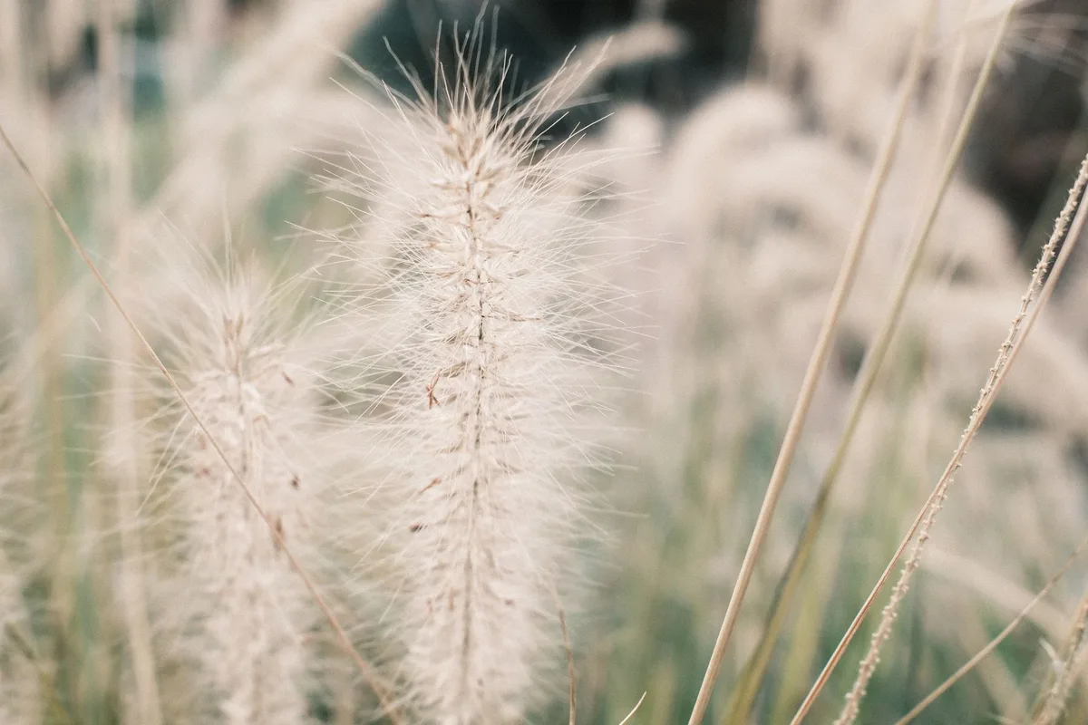 grass seed varieties