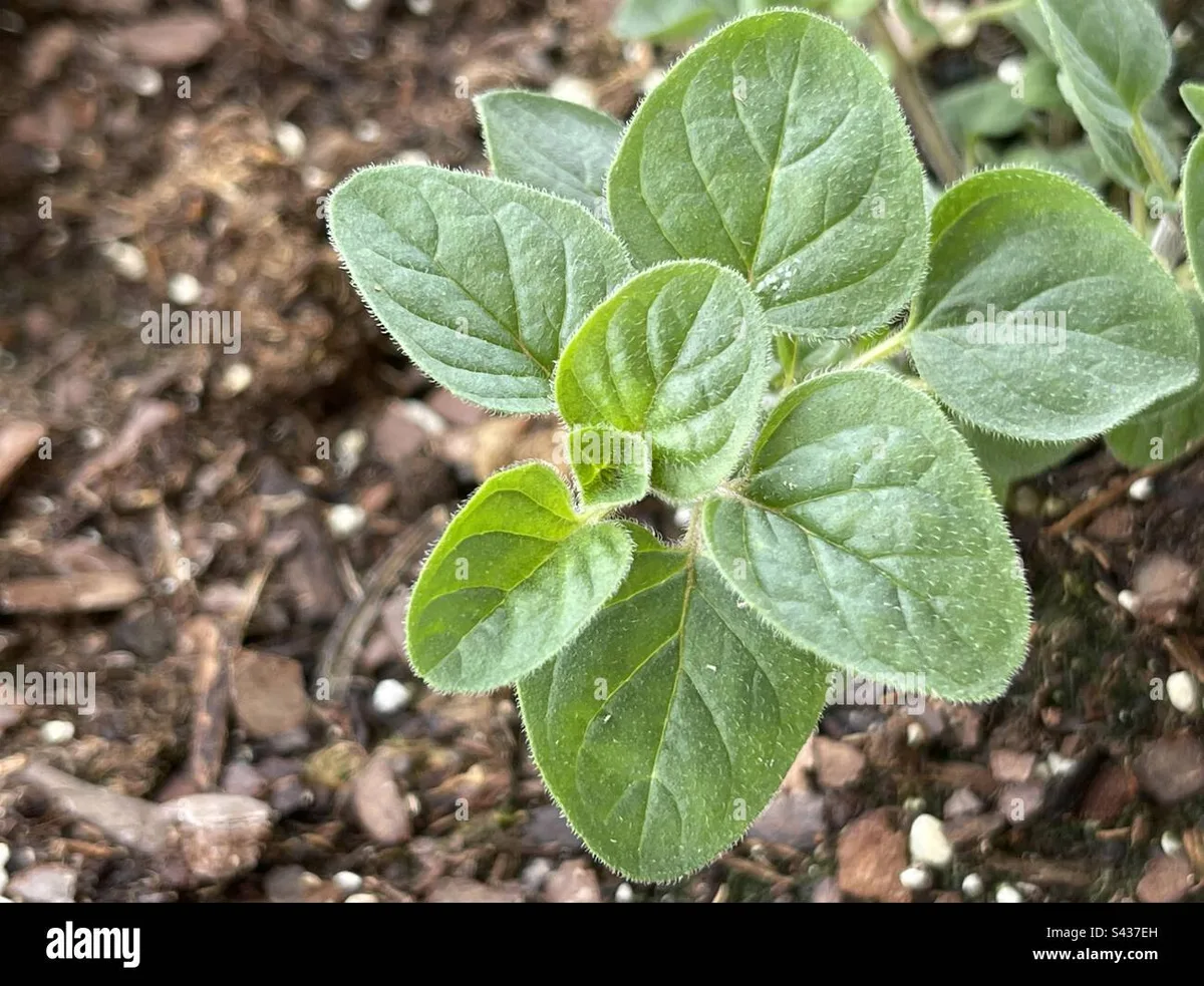 Greek oregano seedling
