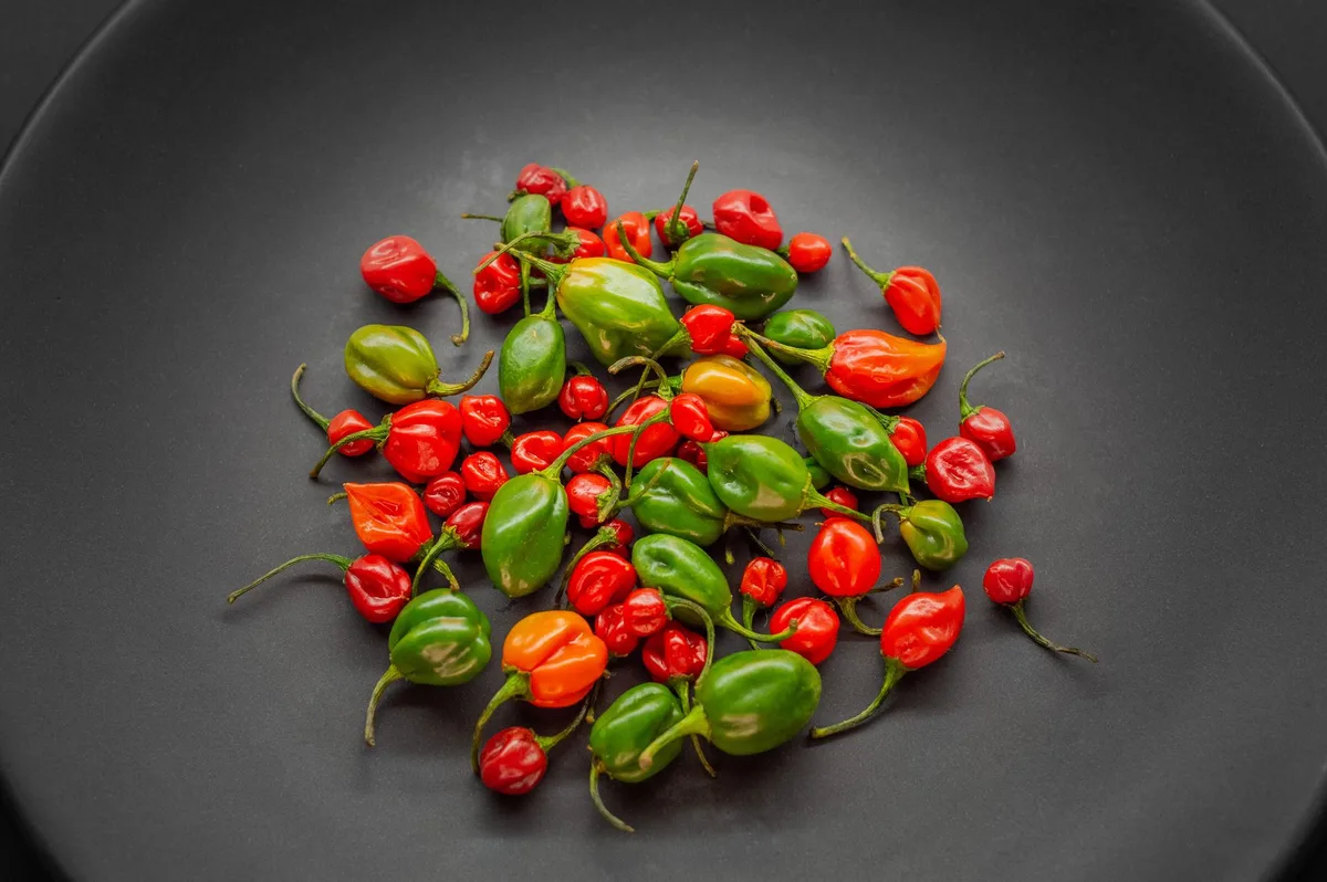 green habanero vs ripe habanero