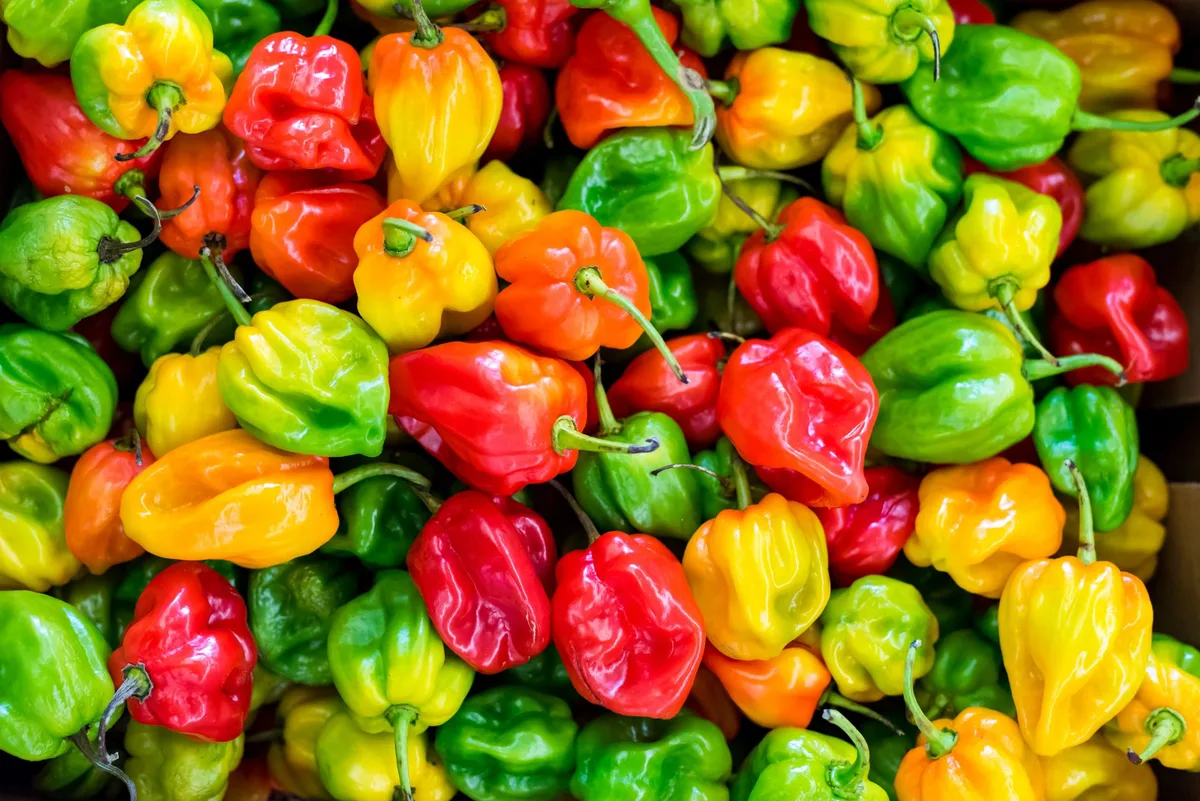 habanero ripening timeline