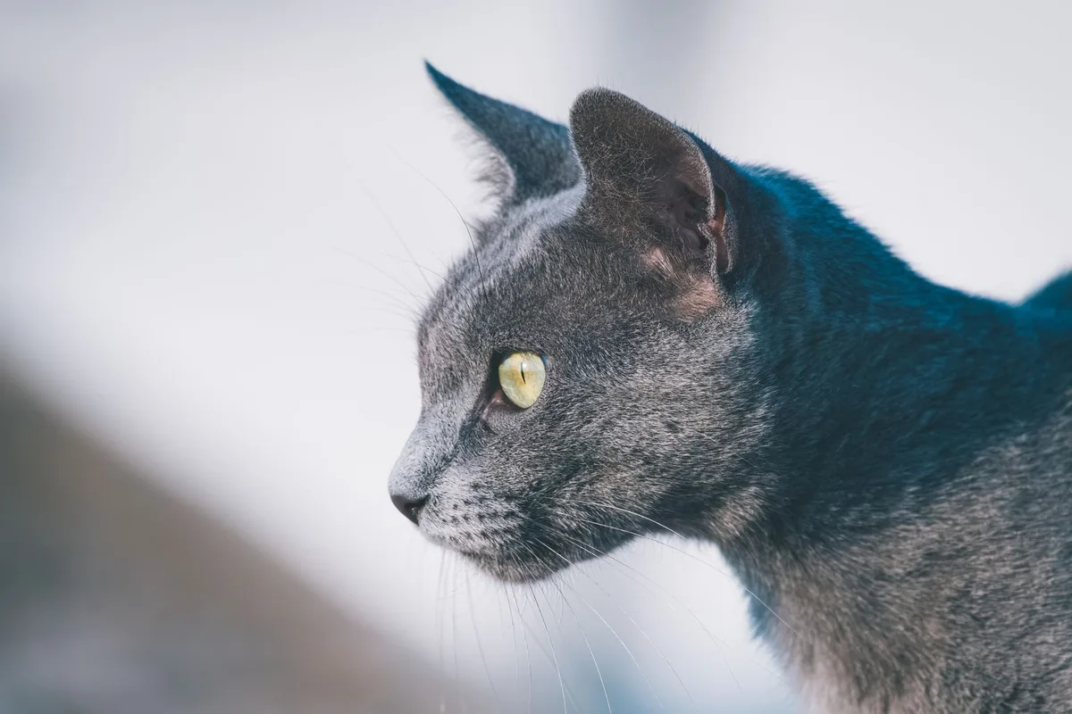 healthy cat with shiny coat