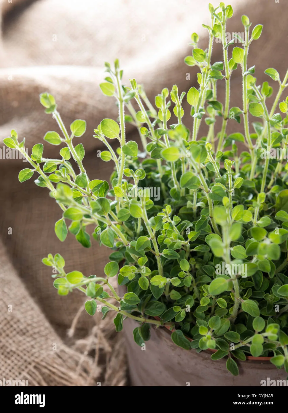 healthy oregano seedling
