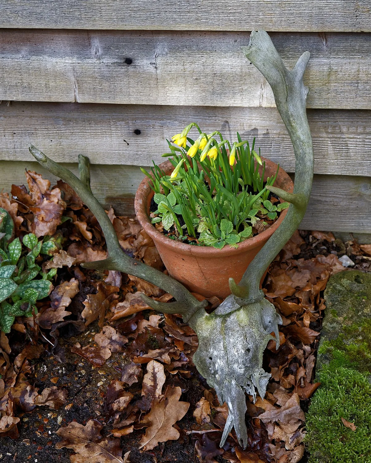 How To Manage Daffodils After Flowering