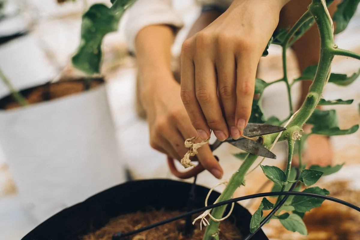 how to notch fiddle leaf fig stem