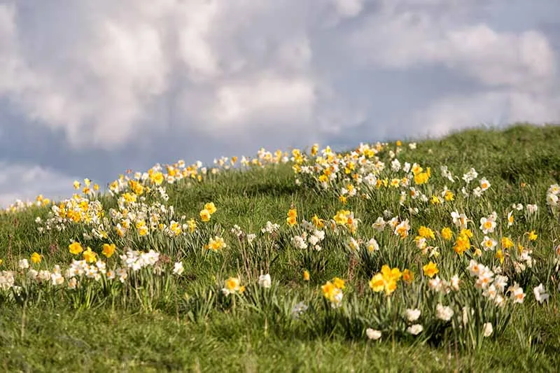 How To Plant A Hillside Of Daffodils In Grass