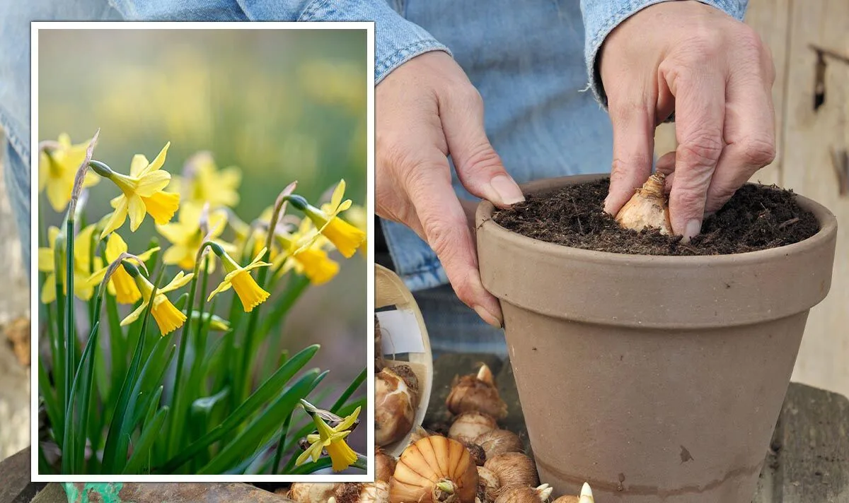 How To Plant A Large Amount Of Daffodil Bulbs