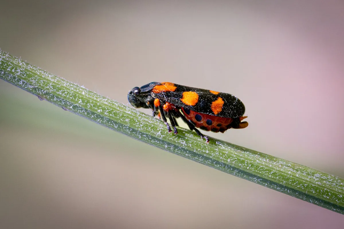 insect activity on plants