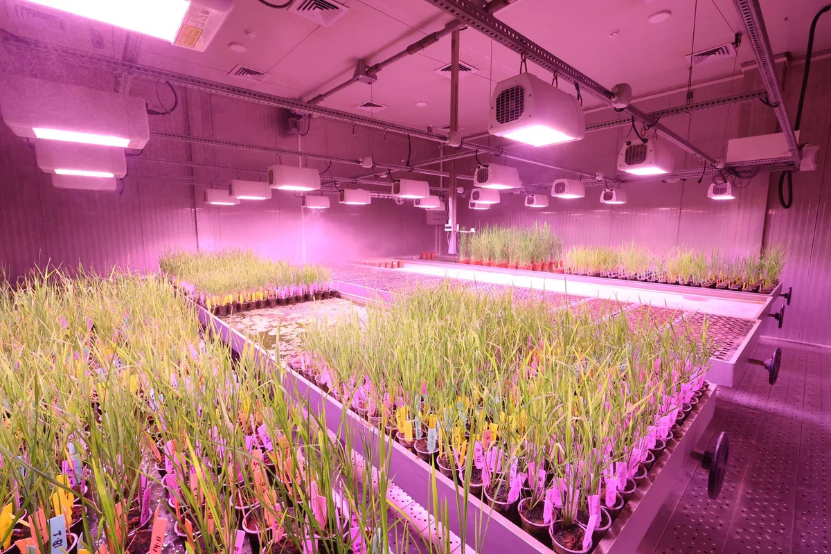 IP65 rating grow light