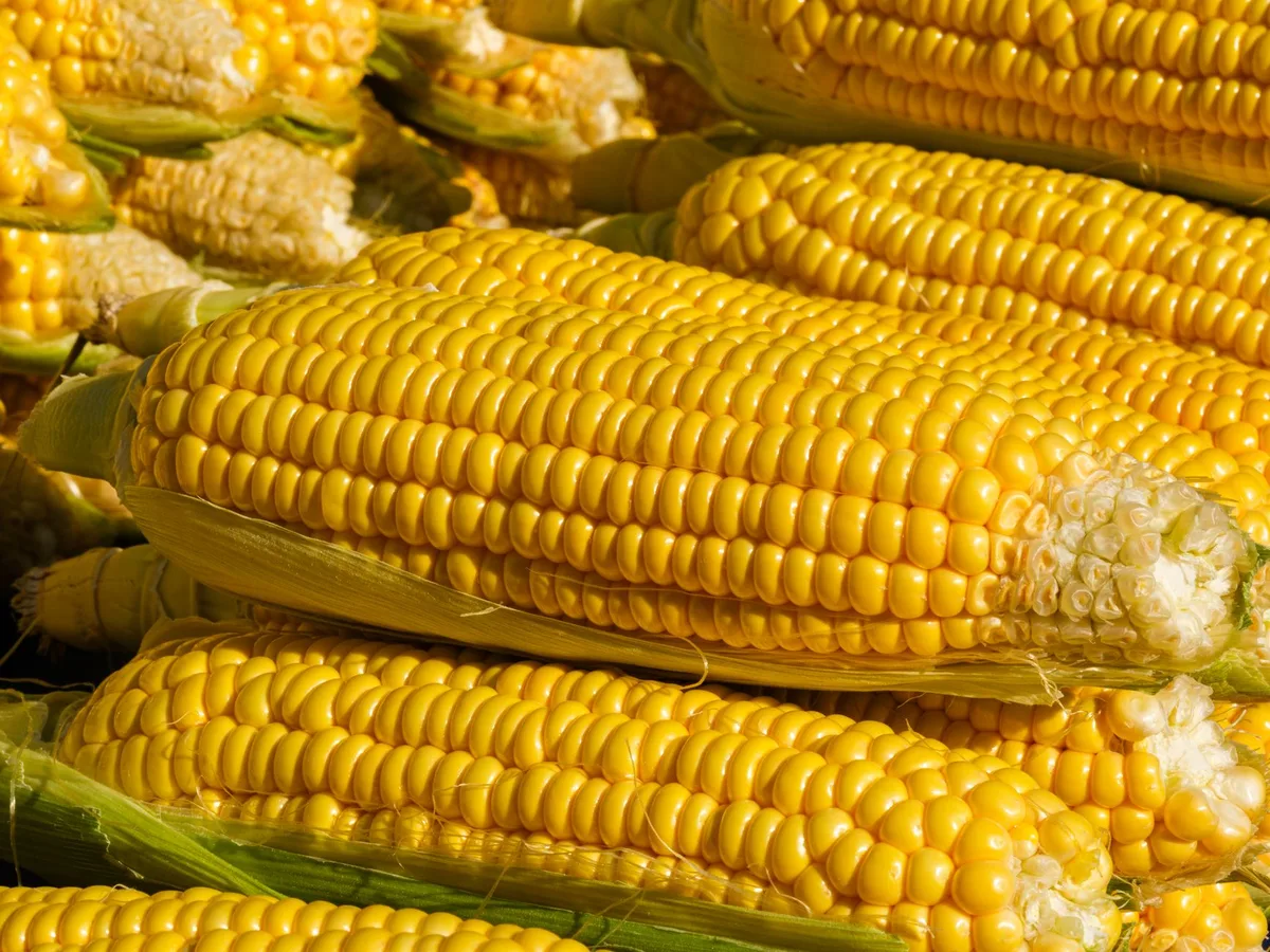 knee-high sweet corn
