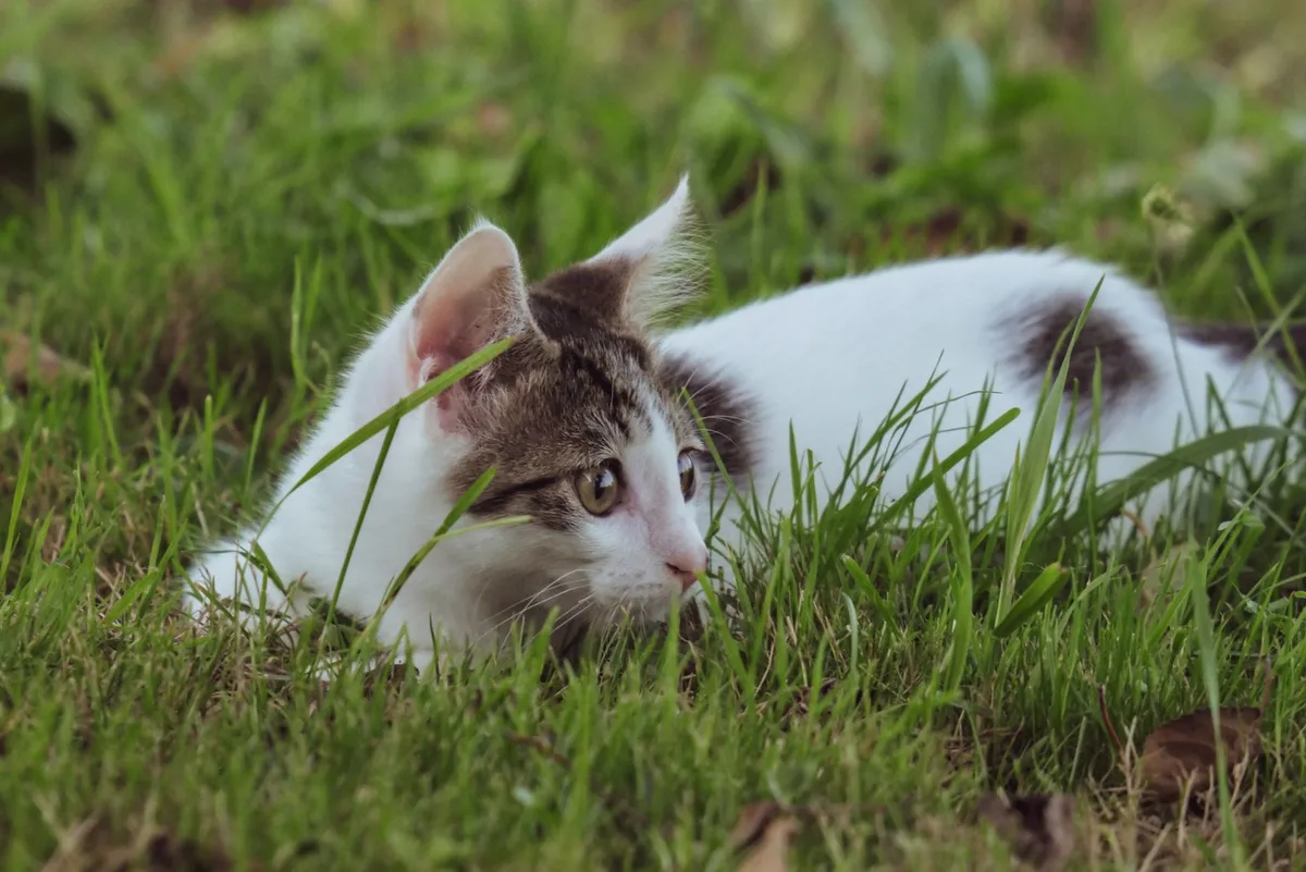 lawn dead patch cat urine