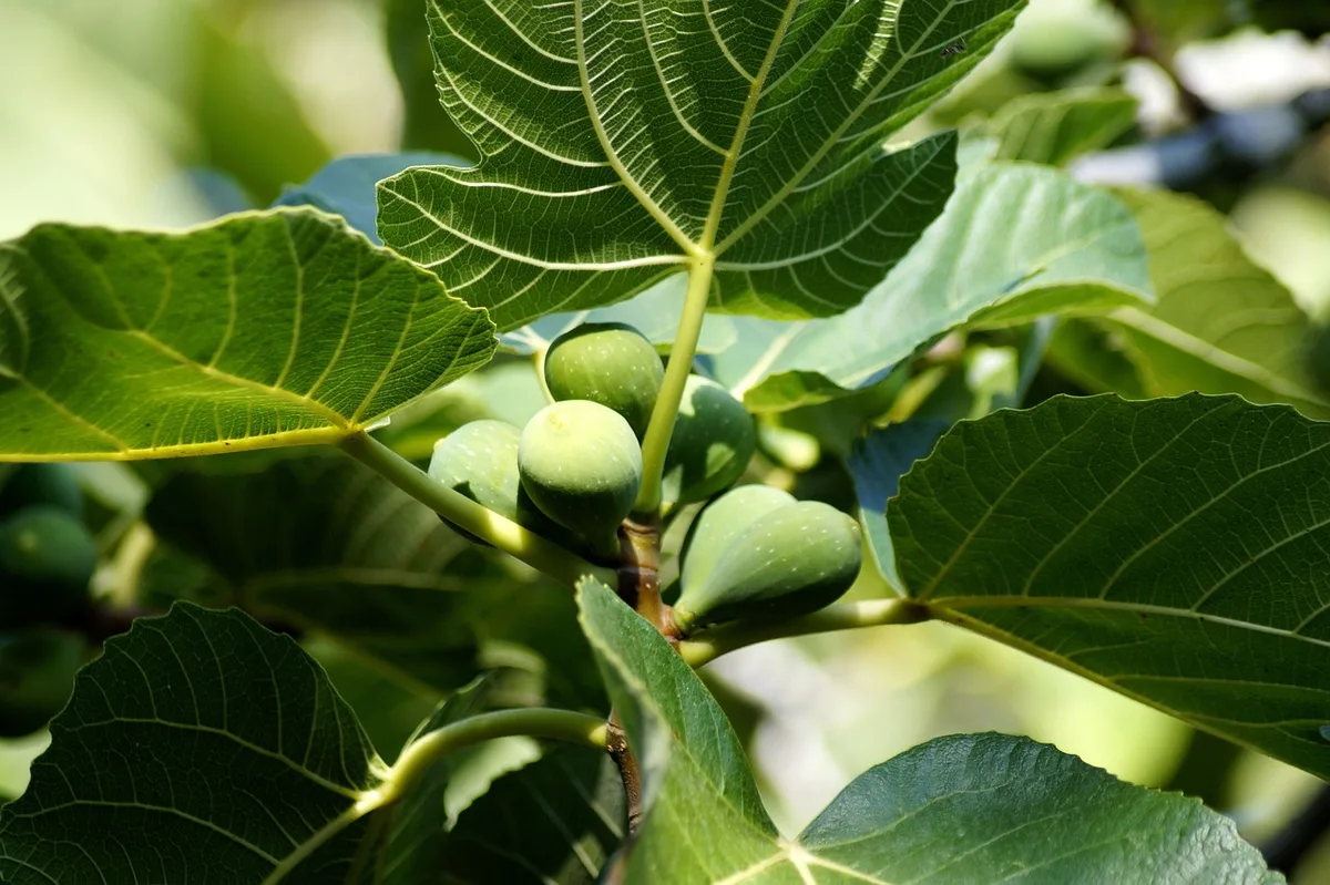 leaf damage problems
