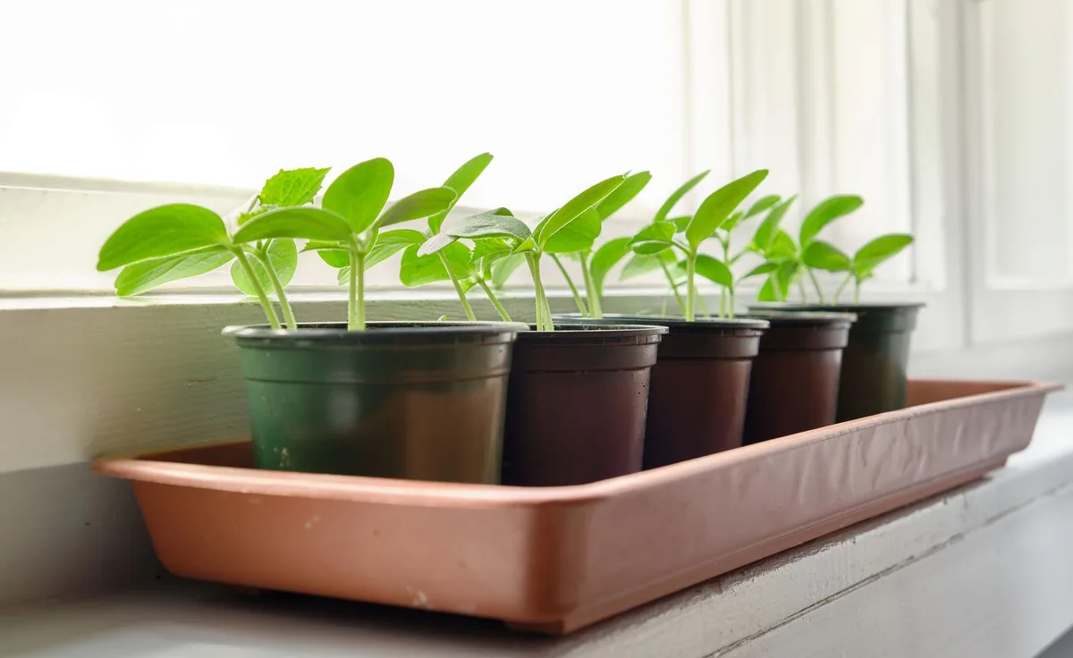 leggy cucumber seedling