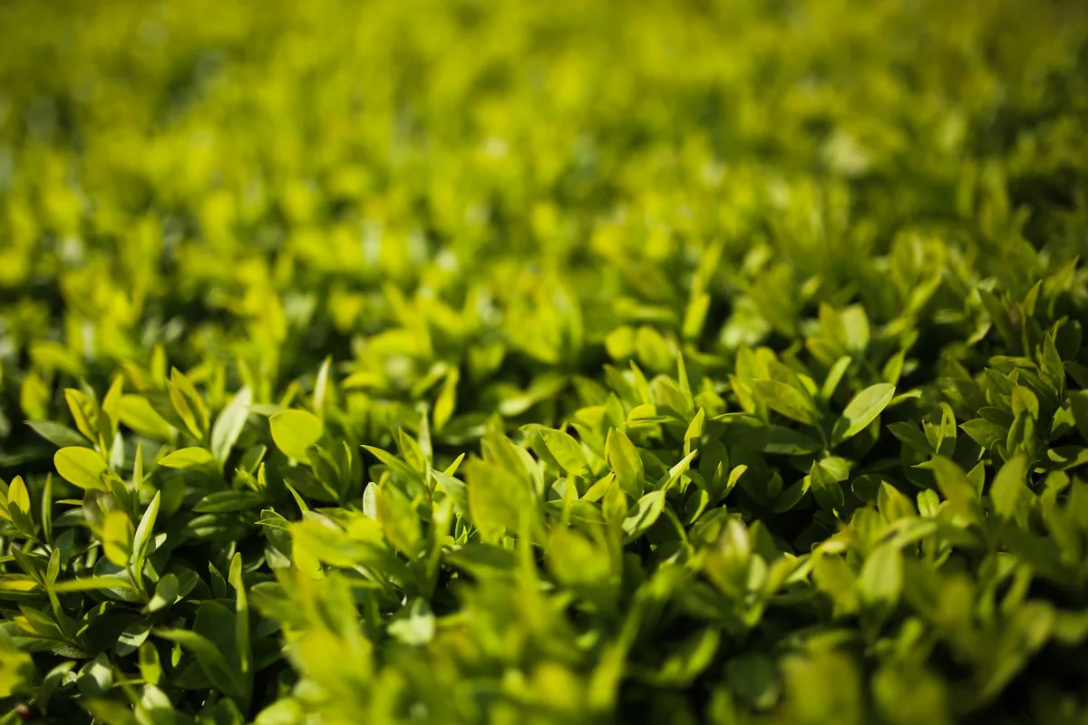 Ligustrum ovalifolium
