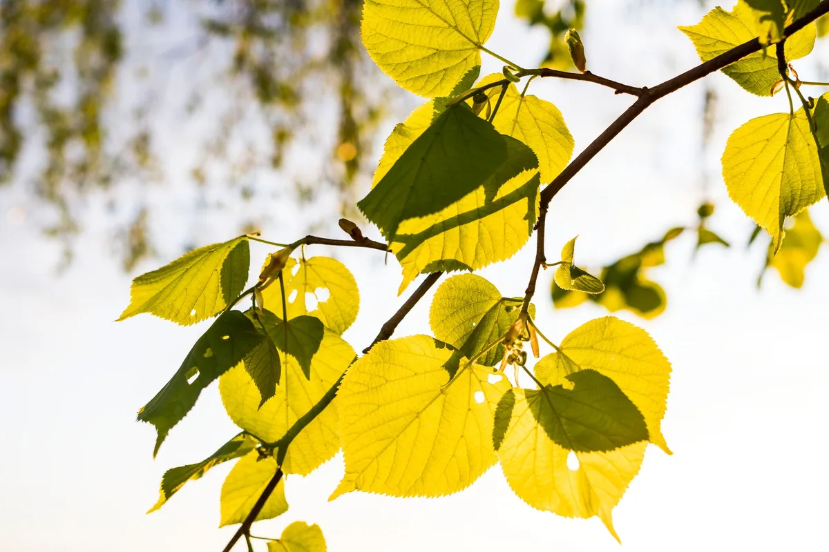 linden tree dead branches
