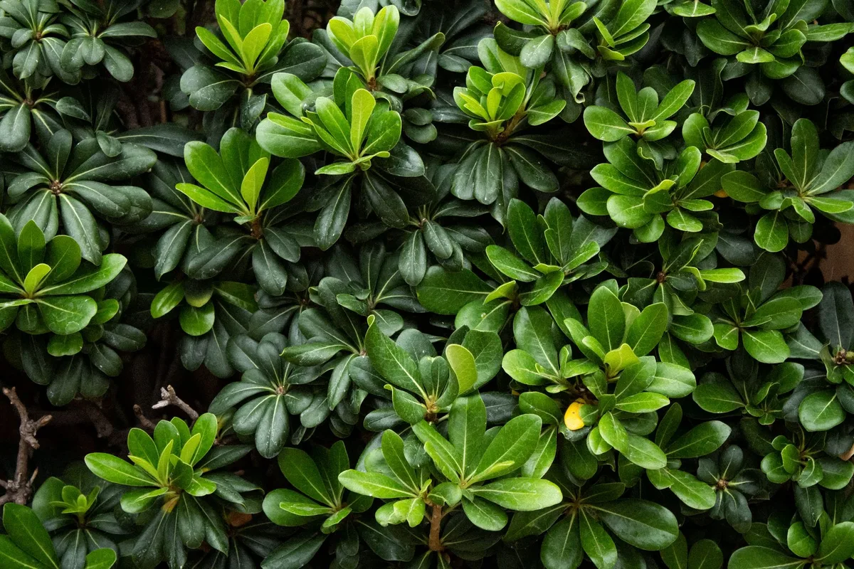 manual pachysandra removal