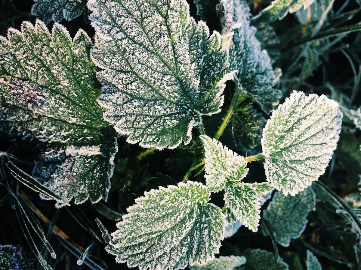 microclimate gardening