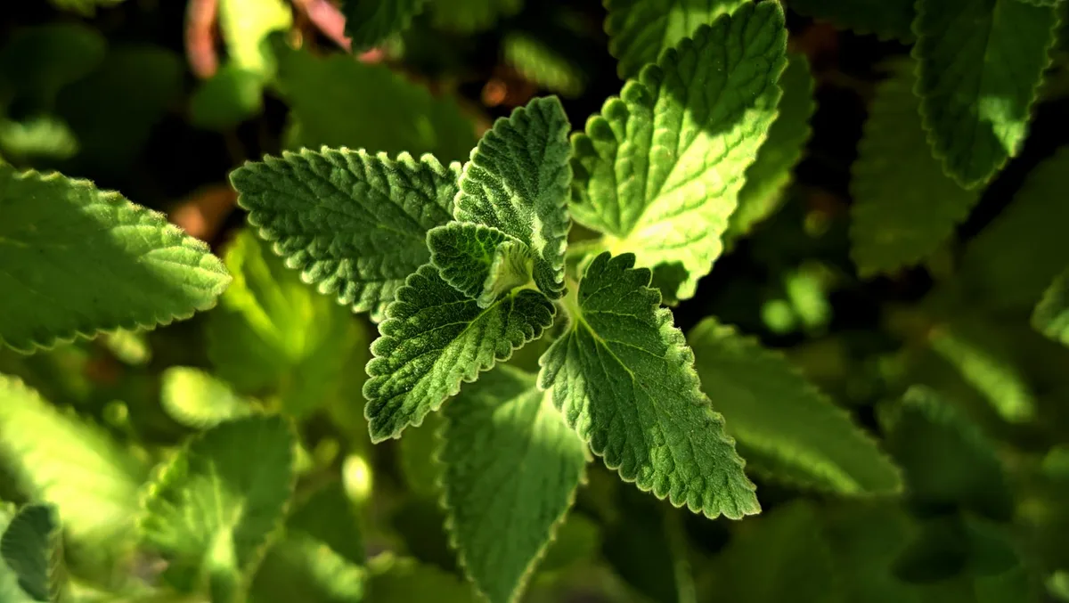mint plant light exposure
