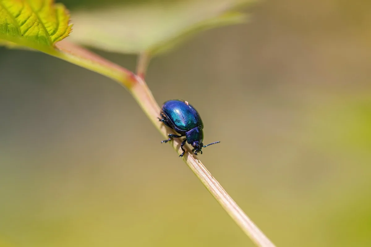 mint plant pests aphids