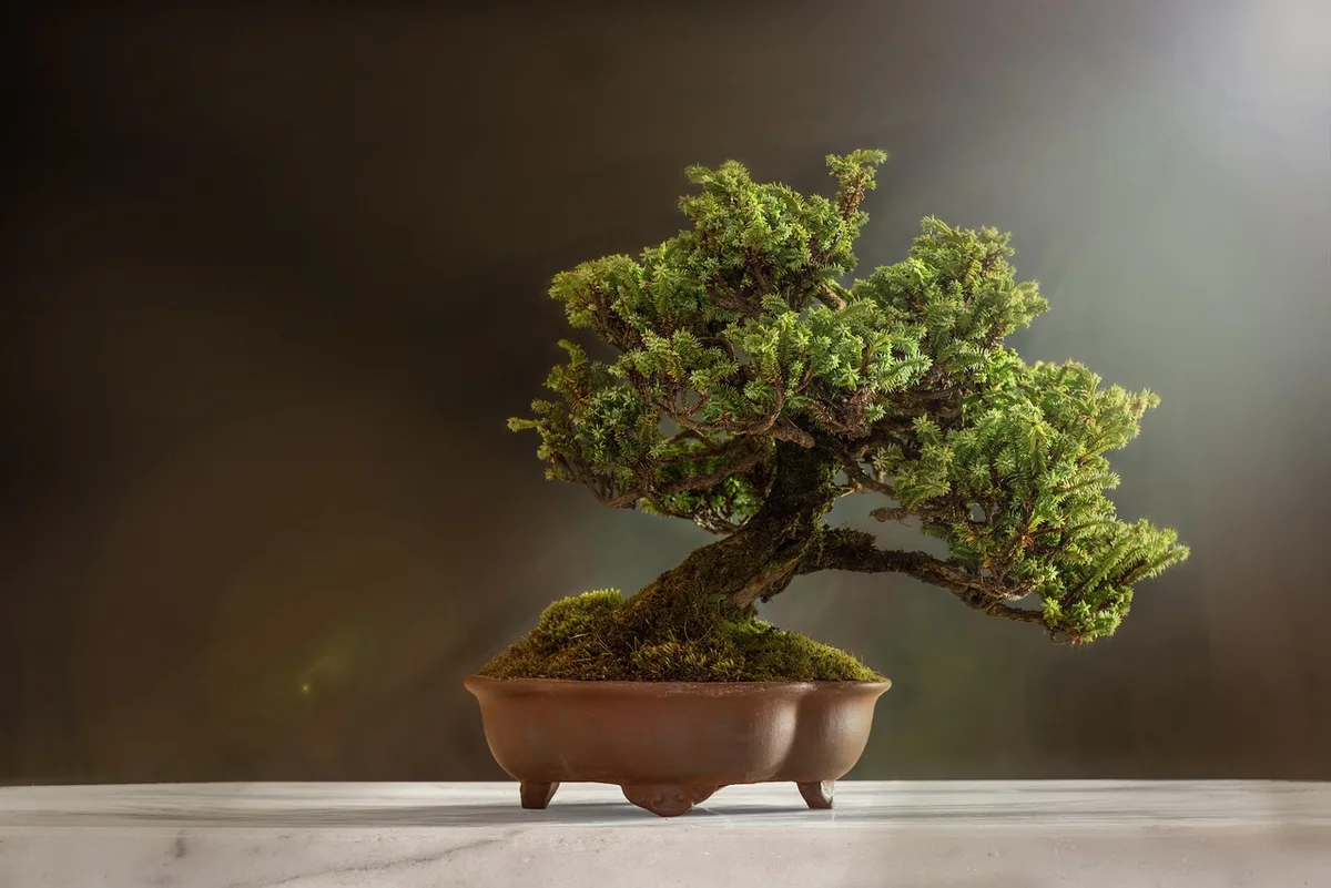 money tree pot drainage