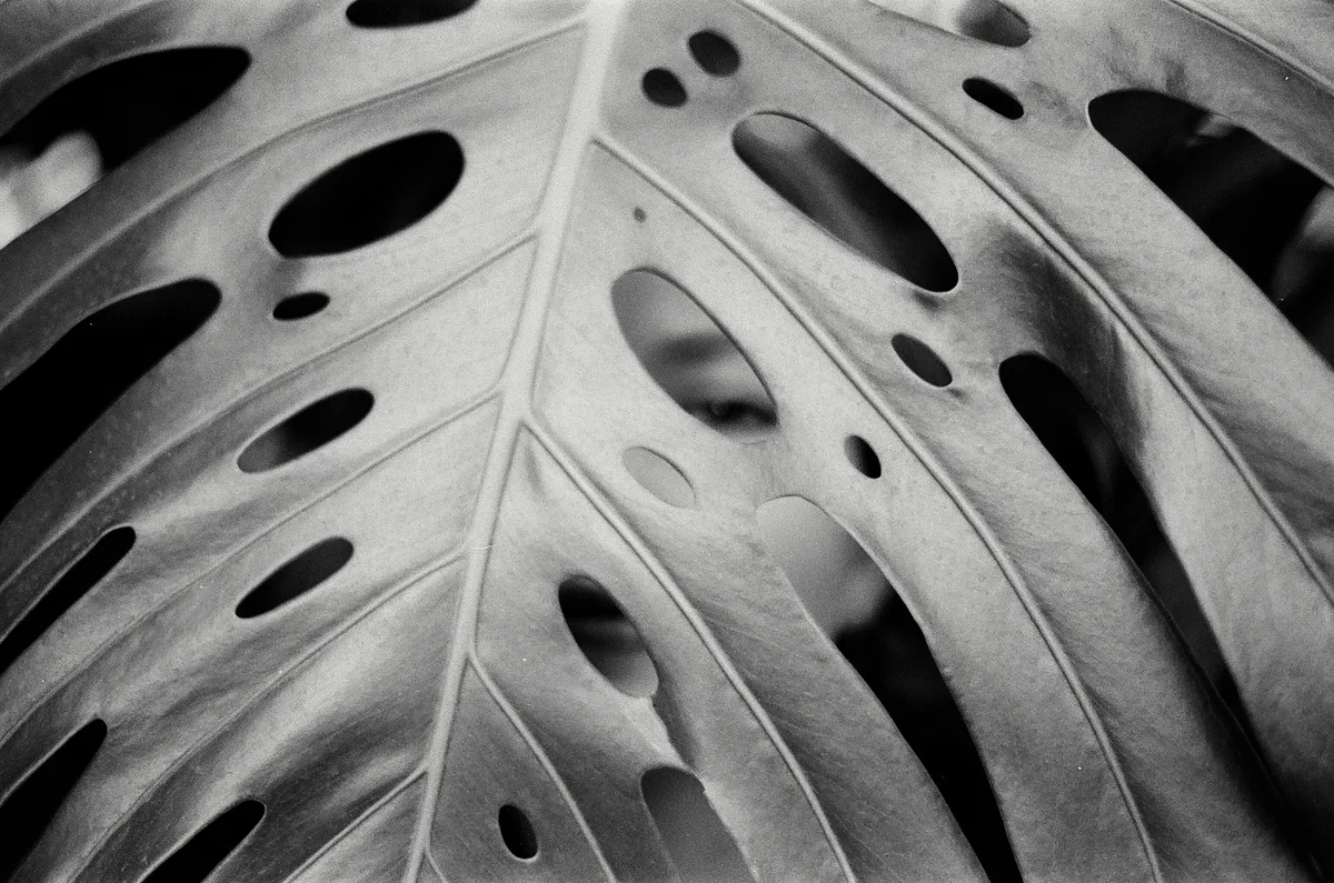 monstera leaf black spot example