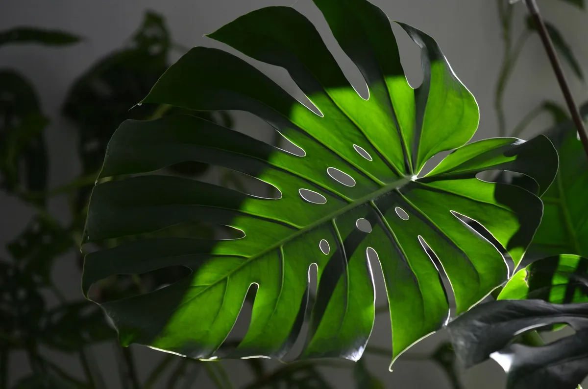 monstera proper pot drainage