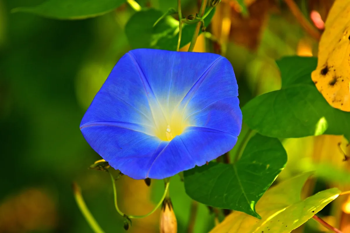 morning glory pests and diseases