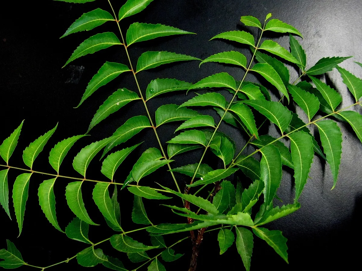 neem oil spray bottle