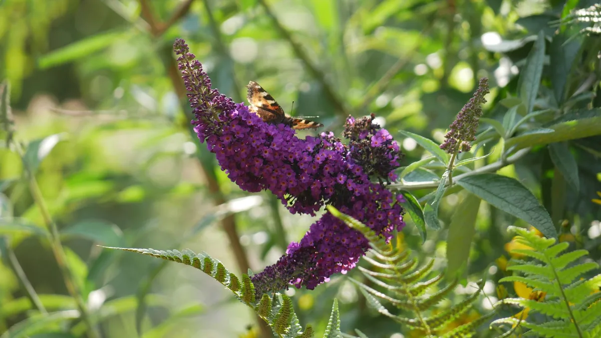 new butterfly bush shoots roots
