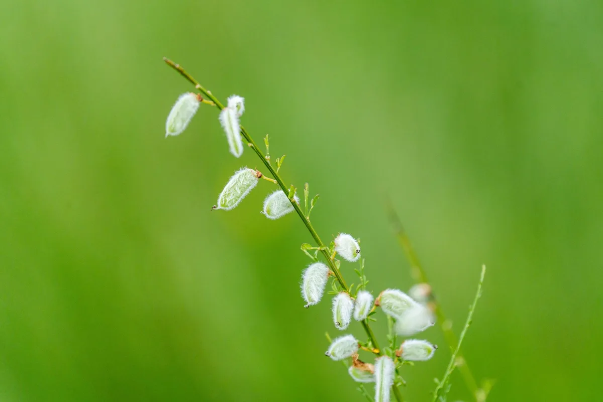 nimblewill weed identification