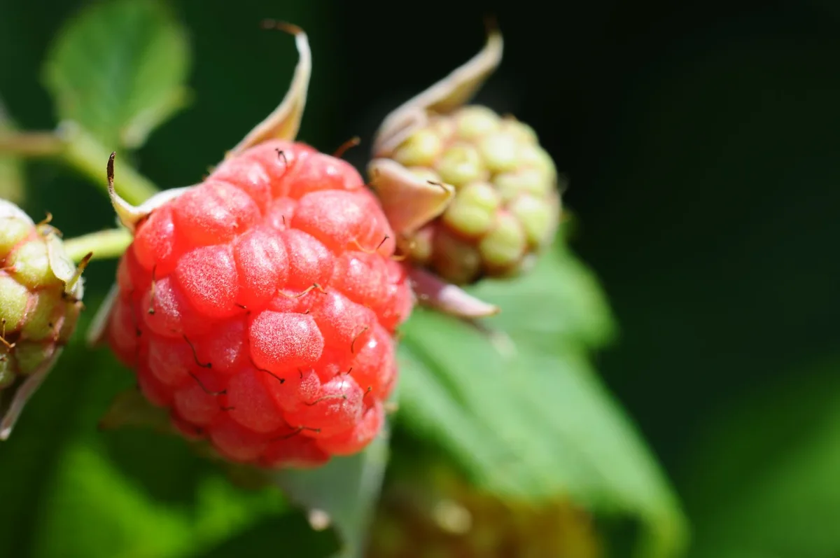 Nitrogen deficiency raspberry plant