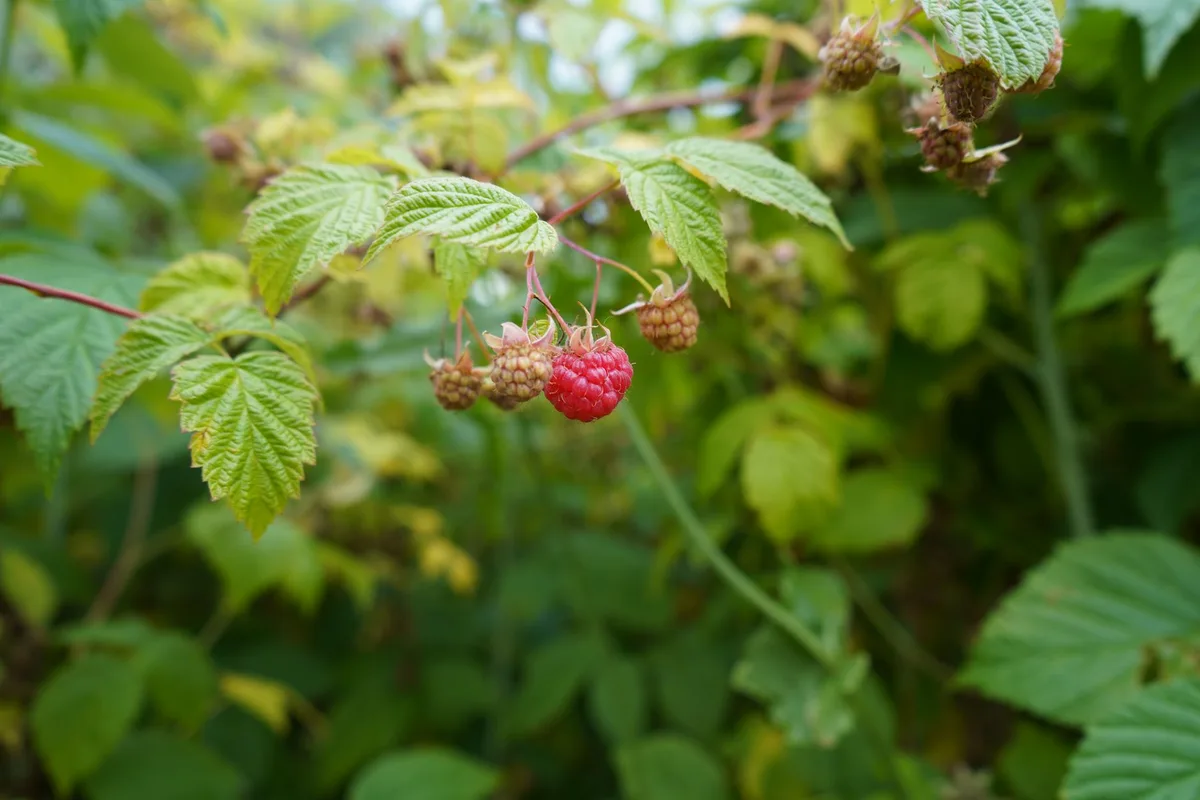 nitrogen deficiency raspberry plant