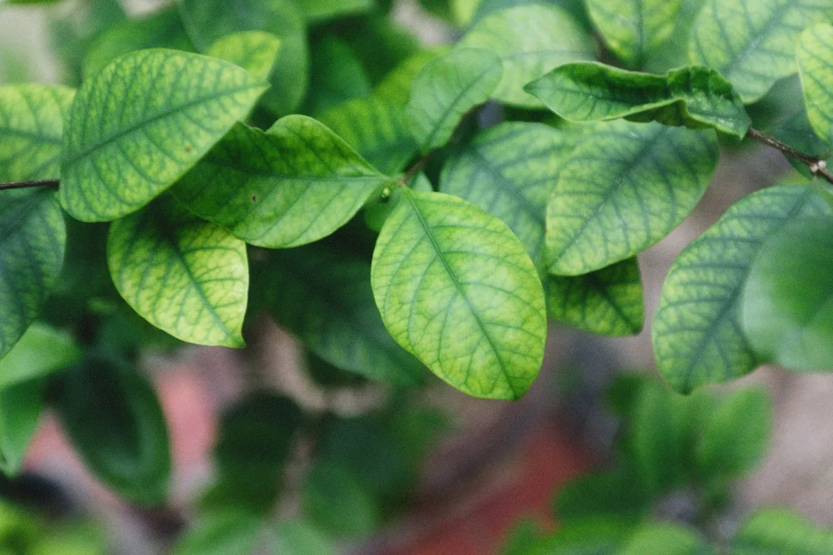 Nitrogen deficiency yellowing leaves