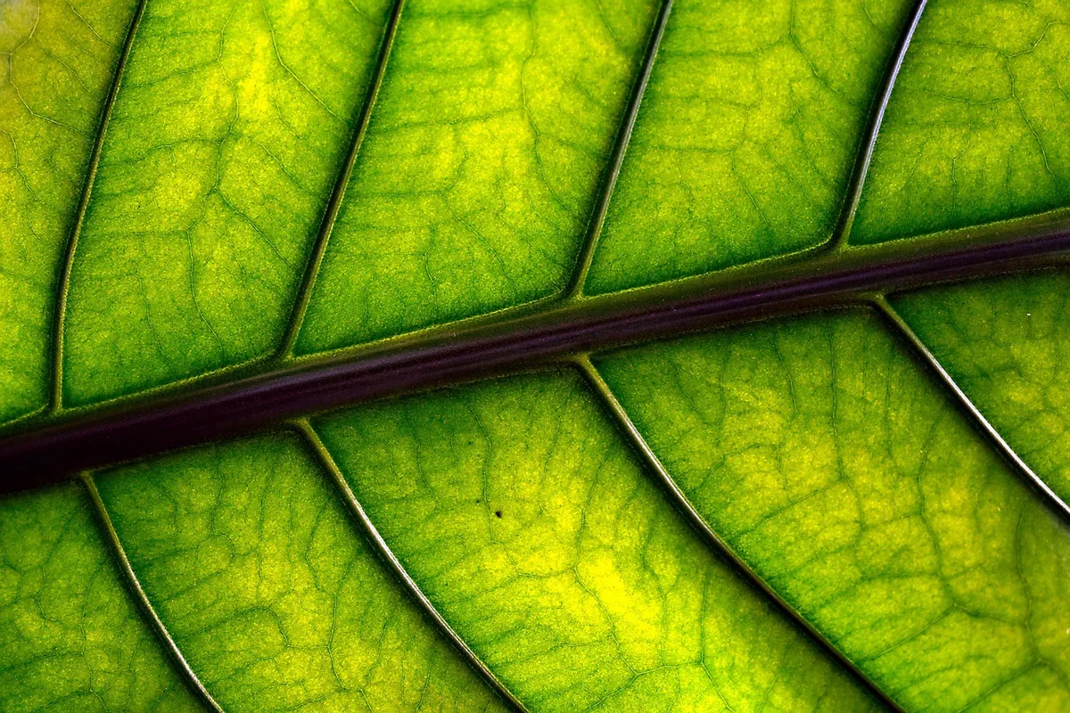 notch fiddle leaf fig