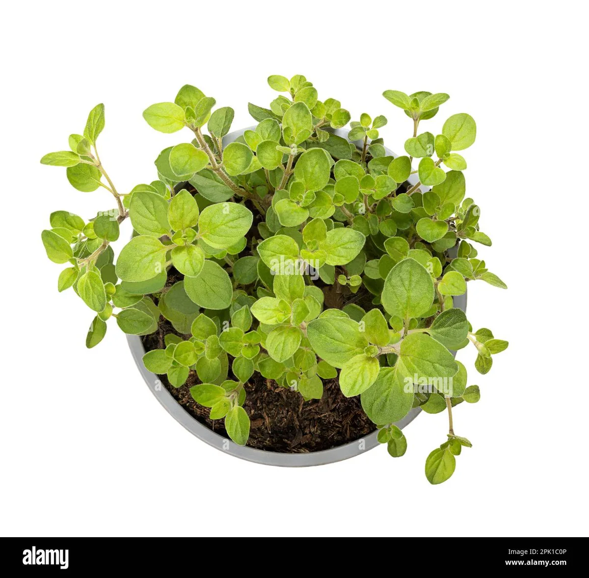 oregano seedling leaves