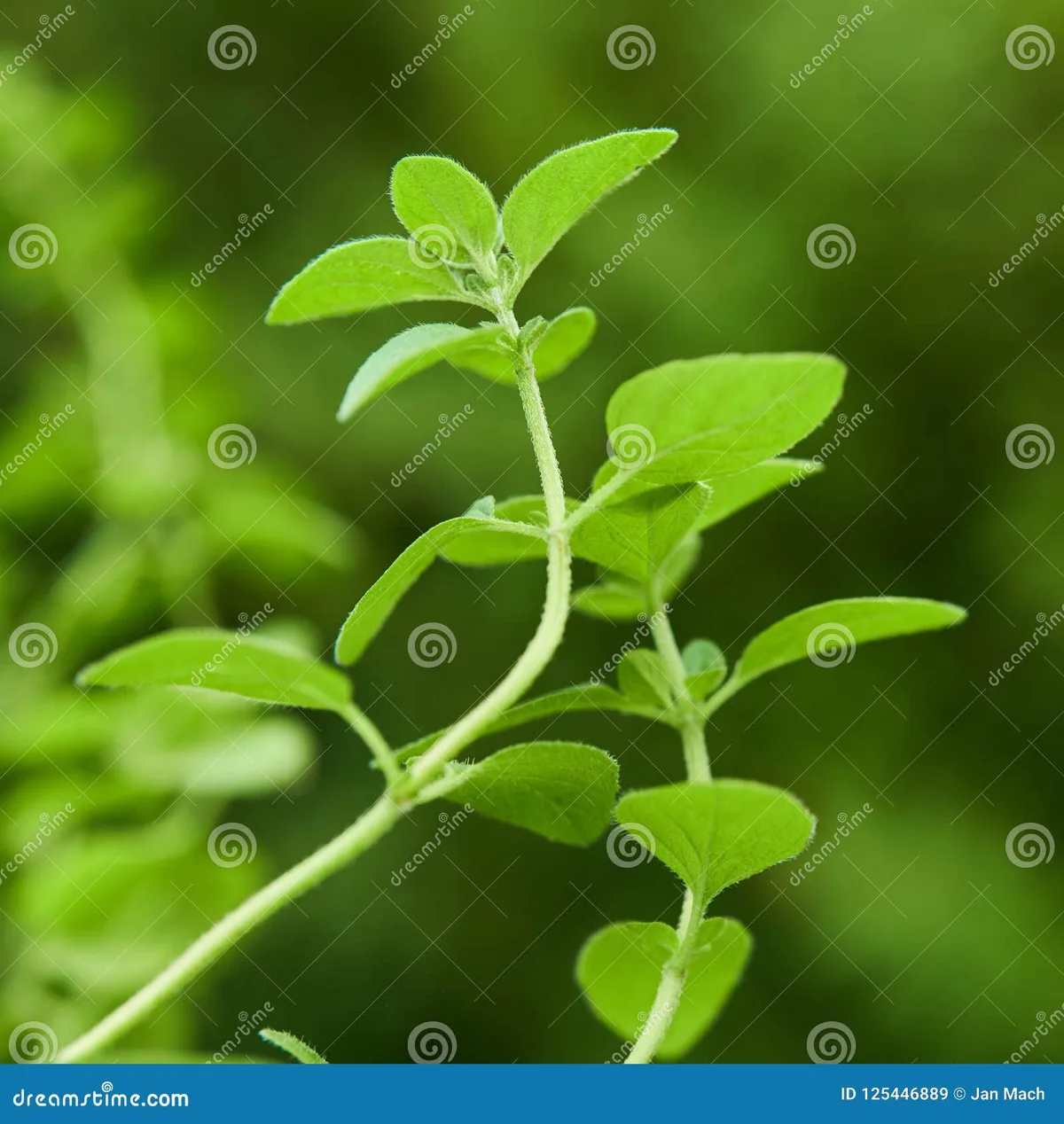 oregano seedling stem