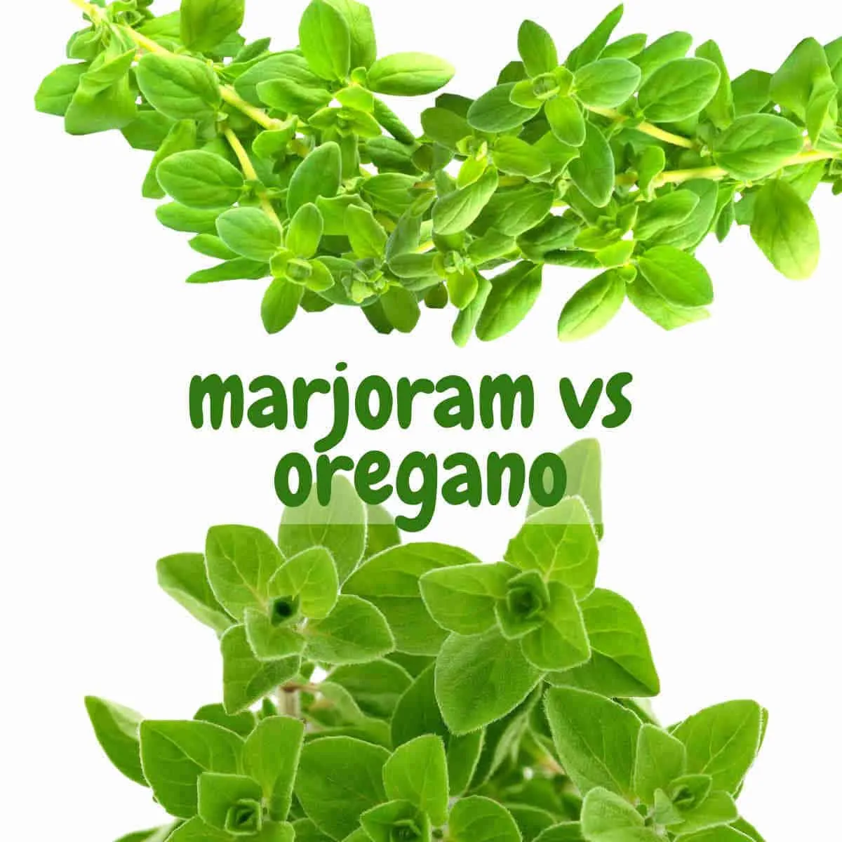 oregano vs marjoram seedlings comparison