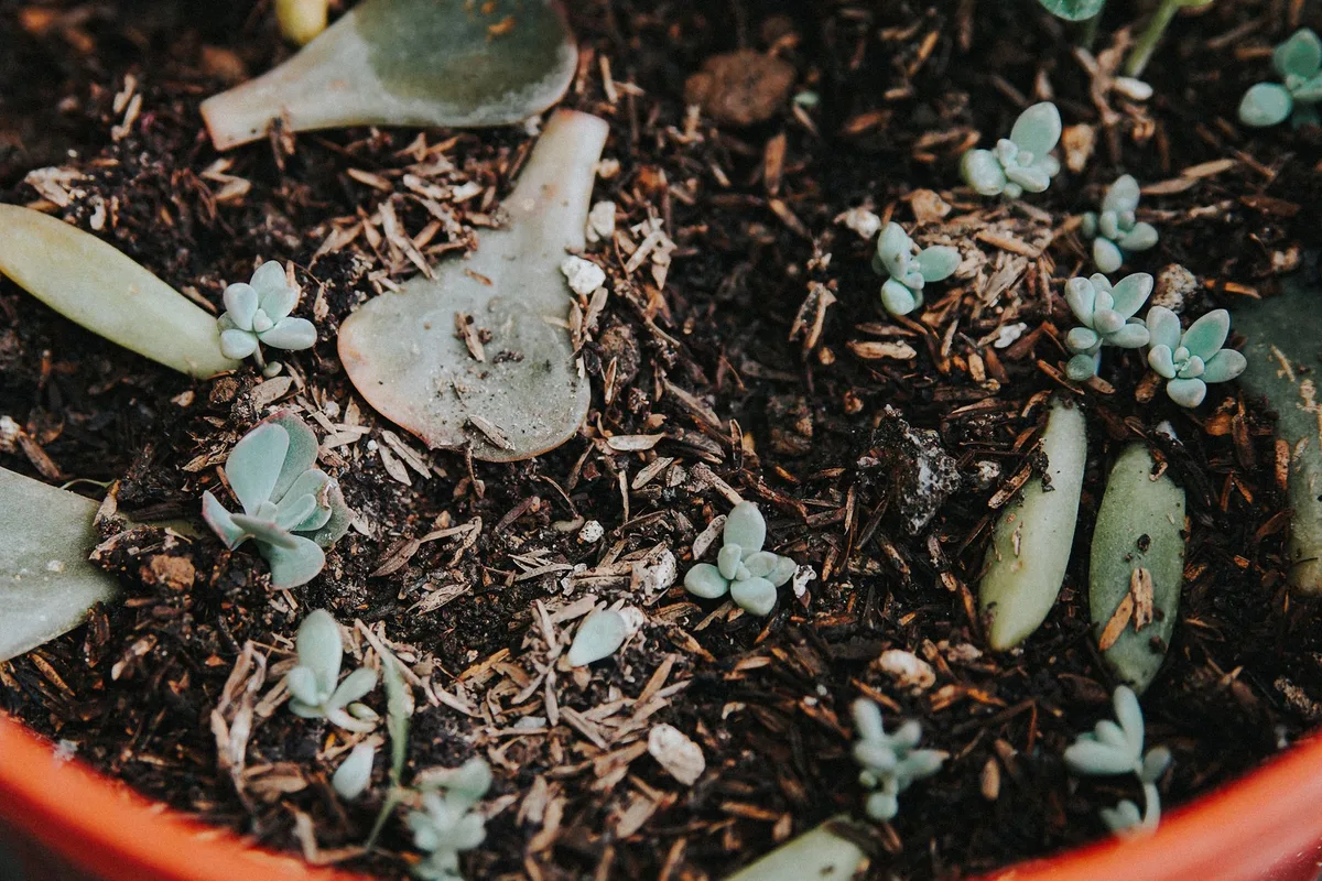overwatered avocado soil