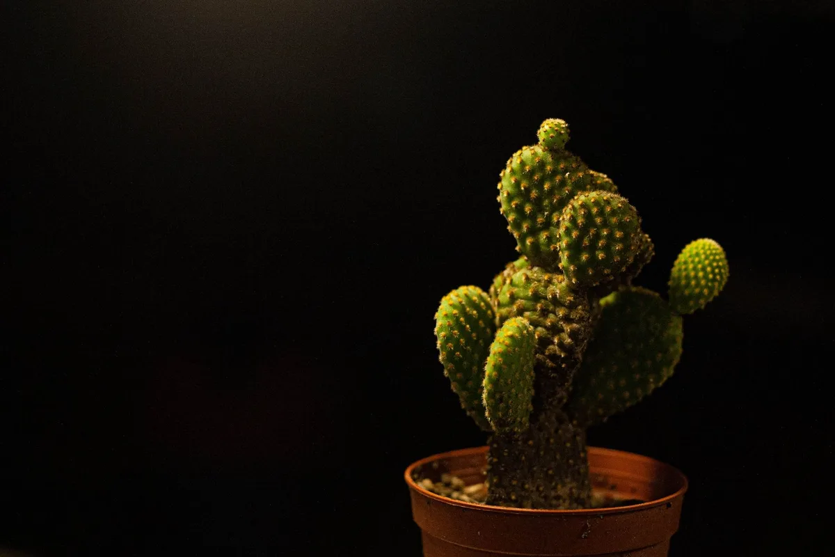 overwatered bunny ear cactus signs