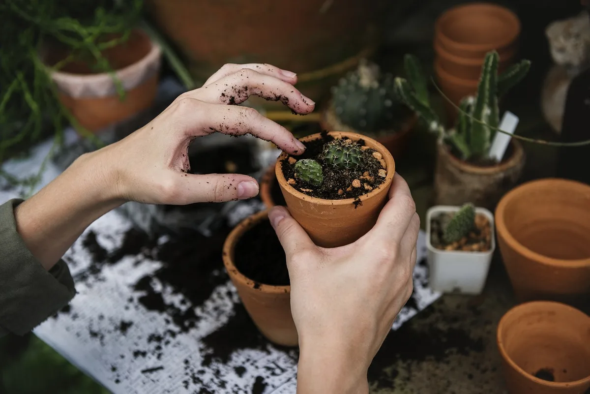 overwatered mint plant soil