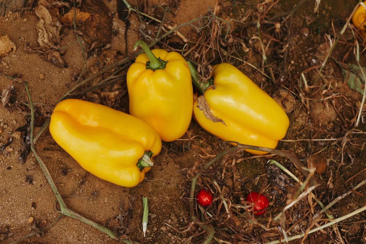 overwatered pepper plant soil