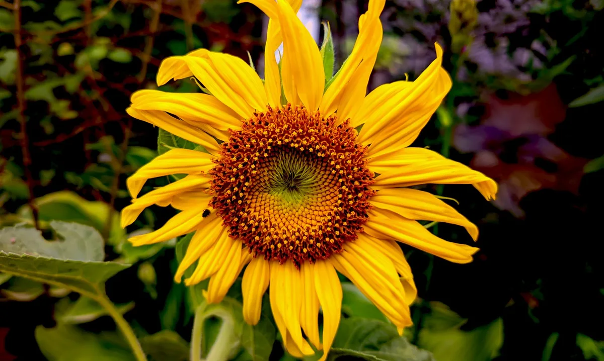 overwatered sunflowers