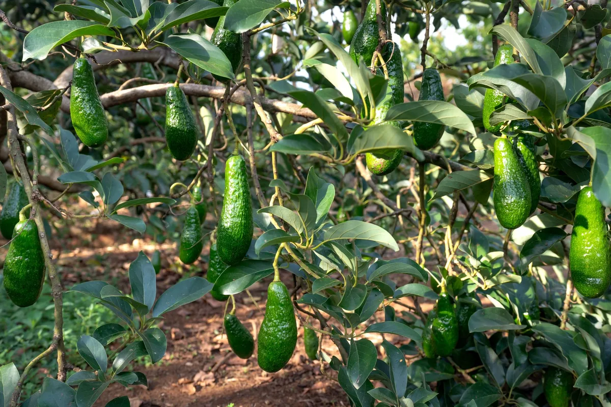 overwatering avocado tree