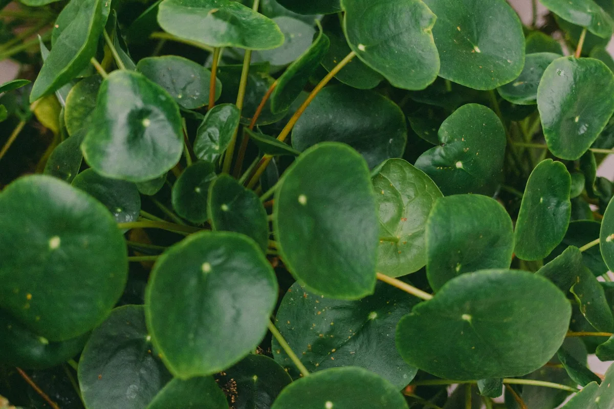 overwatering chinese money plant