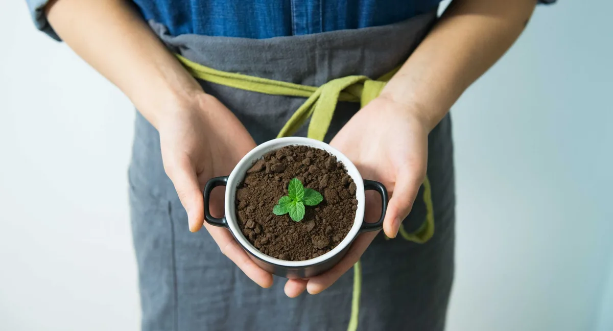 overwatering mint plant